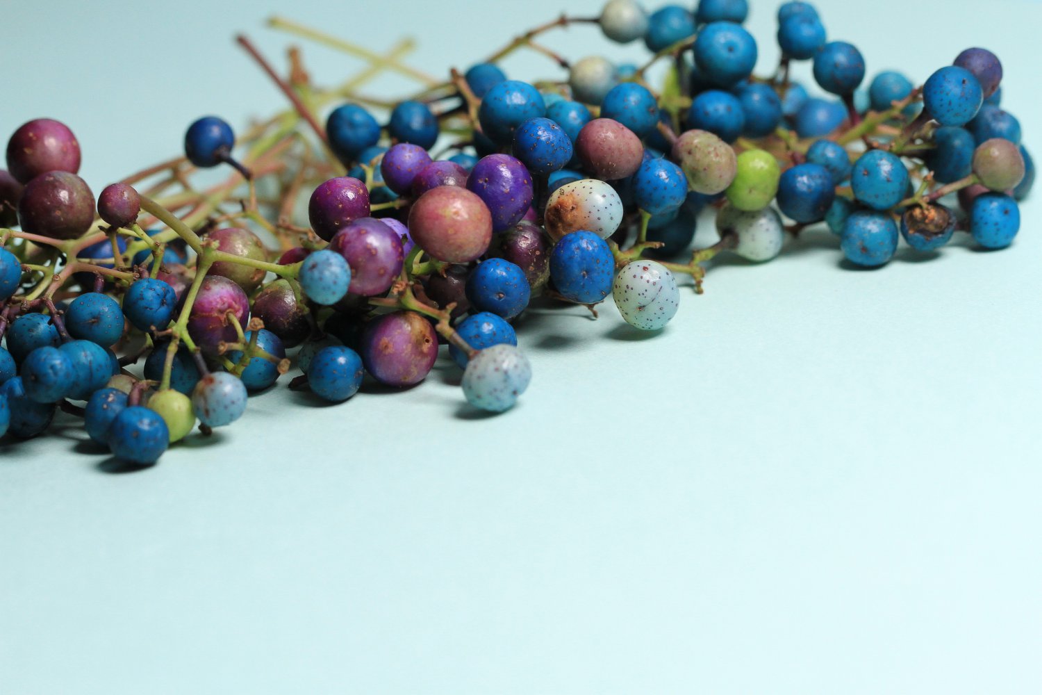 10 Variegated PORCELAIN BERRY VINE Ampelopsis Brevipedunculata Elegans Ampelopsis Glandulosa Amur Pe