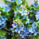 10 TWEEDIA BLUE MILKWEED Southern Star of Argentine Tweedia Caerulea syn. Oxypetalum Flower Vine See