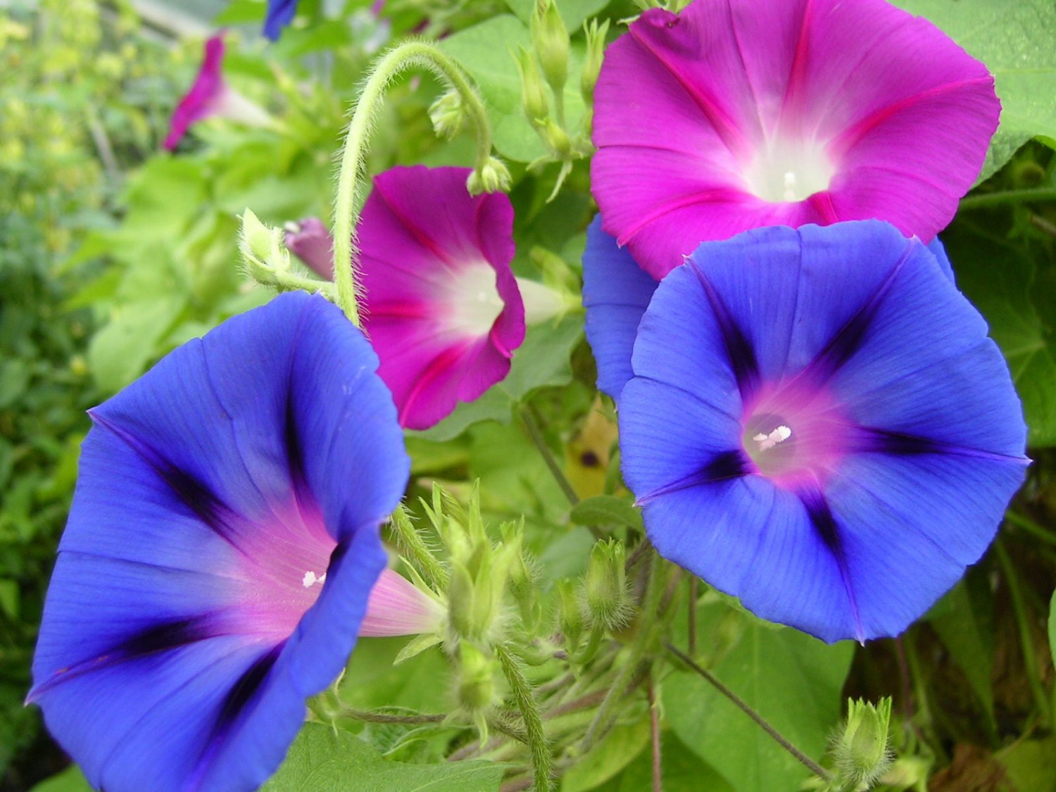 50 Mixed Colors MORNING GLORY Ipomoea Purpurea Vine Flower Seeds