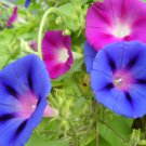 50 Mixed Colors MORNING GLORY Ipomoea Purpurea Vine Flower Seeds