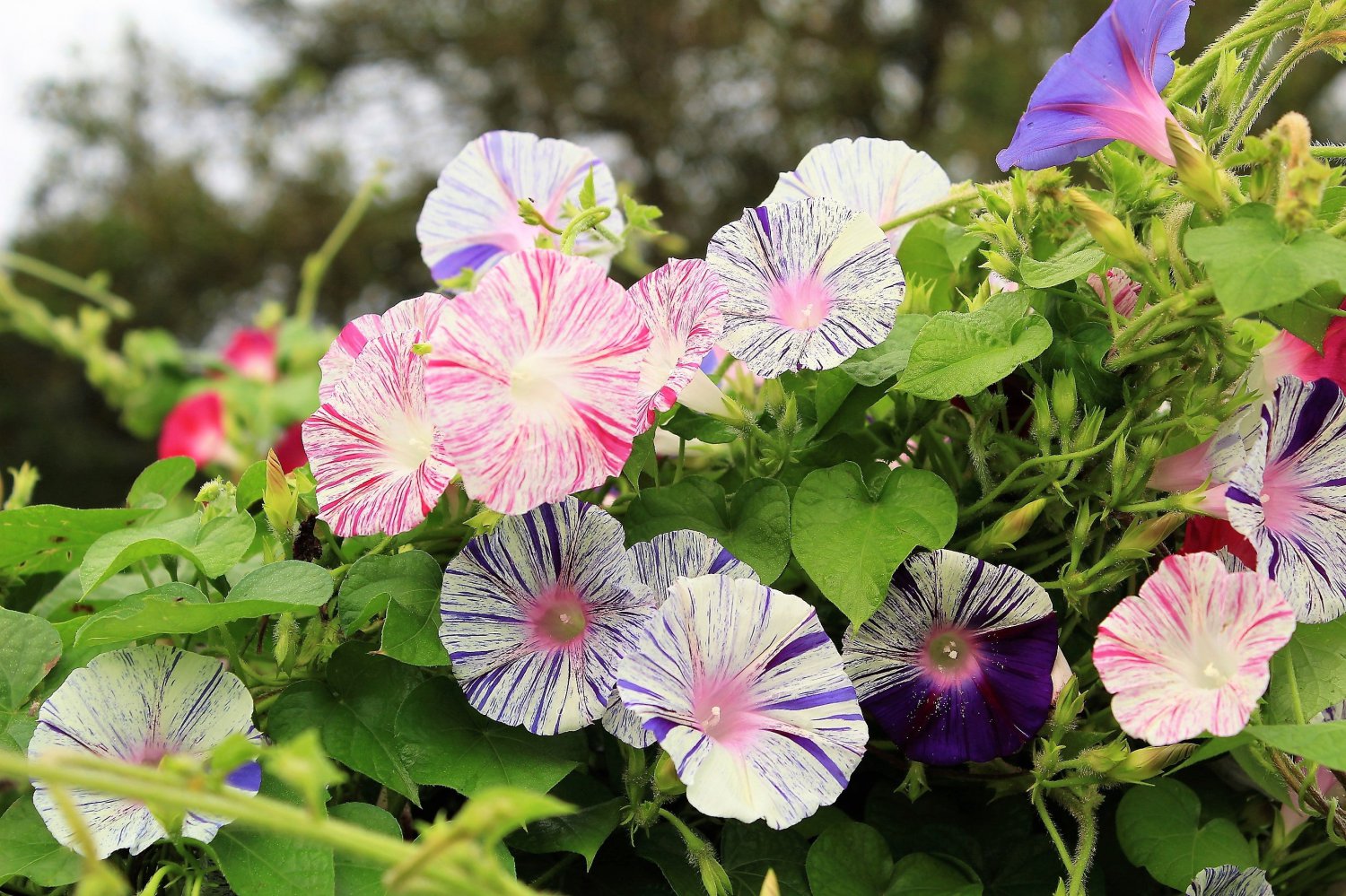 40 CARNEVALE di VENEZIA MORNING GLORY Pink & Purple with White Stripes Ipomoea Purpurea Flower Vine