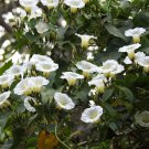 10 White CHRISTMAS VINE Turbina Flower Rivea Ipomoea Corymbosa Seeds
