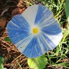 50 Blue & White FLYING Saucers MORNING GLORY Flower Vine Ipomoea Purpurea Seeds
