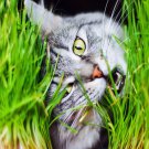 500 Organic CAT GRASS WHEAT Grass Pet Grass Wheatgrass Catgrass Triticum Aestivum Seeds
