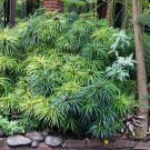 50 UMBRELLA PLANT CYPERUS Alternifolius Papyrus Grass Umbrella Palm Flower Seeds