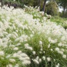 30 WHITE FOUNTAIN GRASS Pennisetum Villosum Ornamental Flower Seeds
