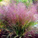 100 PURPLE LOVEGRASS Eragrostis Spectabilis Native Love Grass Flower Seeds