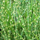 10 ZEBRA GRASS Variegated Maiden Grass Miscanthus Sinensis Zebrinus aka Chinese or Japanese Silver G