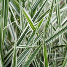 1000 Variegated RIBBON GRASS Reed Canary Phalaris Arundinacea Pink Flower Seeds