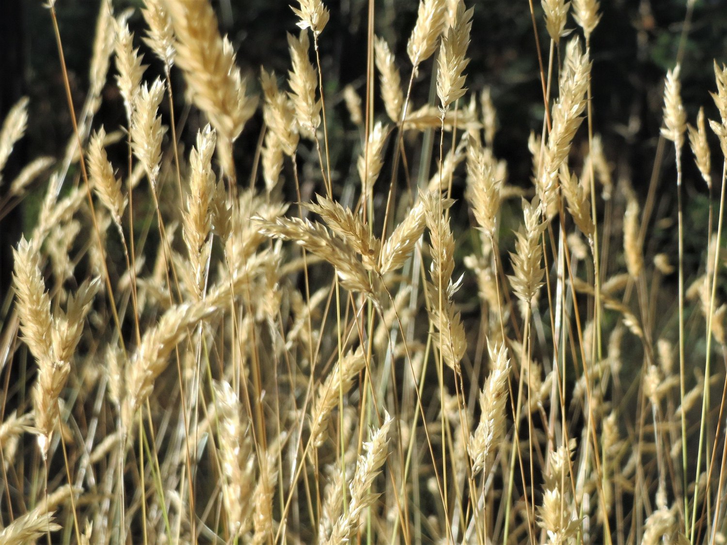 150 SWEET VERNAL GRASS Sweet Grass Vanilla Grass Anthoxanthum Odoratum Fragrant Vernalgrass Ornament