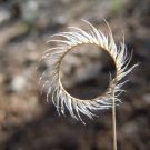 1000 BLUE GRAMA GRASS Gramma Bouteloua Gracilis Flower Mosquito Grass Seeds