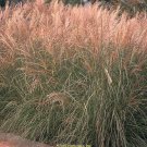 10 RED MAIDEN GRASS Miscanthus Sinensis Plumes Ornamental Flower Seeds