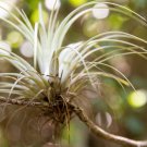 10 GIANT AIR PLANT Tillandsia Utriculata Bromeliad Spreading Airplant Giant Wild Pine Native Sun or 