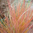 50 PHEASANT TAILS GRASS Feather Reed New Zealand Wind Stipa Arundinacea syn Anemanthele Lessoniana O