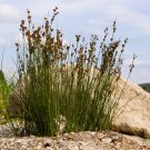 1000 SOFT RUSH (Common Rush) Juncus Effusus Ornamental Grass Seeds
