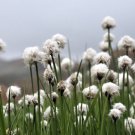 25 TAWNY COTTONGRASS Flower Seeds Eriophorum Virginicum Hare's Tail Cotton Grass Seeds