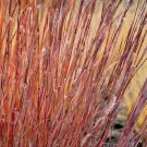 300 LITTLE BLUESTEM GRASS Schizachyrium Scoparius Seeds