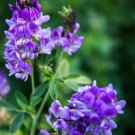 2000 ALFALFA Medicago Sativa Flower Plant Seeds