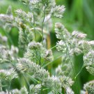3000 QUICKDRAW ORCHARDGRASS Cat Grass Petgrass Cocksfoot Cool-Season Sun or Shade Dactylis Glomerata