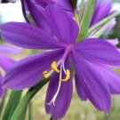 20 GRASSWIDOW Purple-Eyed Grass Sisyrinchium Inflatum syn. Olsynium Douglasii Grass Widows Reddish P