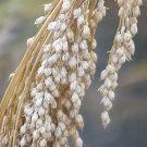 200 PROSO MILLET White Common Panicum Miliaceum Ornamental Grass Vegetable Seeds