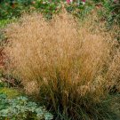 200 TUFTED HAIRGRASS Tussock Grass Deschampsia Cespitosa Moist Ornamental Native Seeds