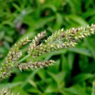 100 WALTER'S BARNYARD GRASS Wetland Ornamental Echinochloa Walteri Seeds