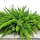 10 EMERALD ASPARAGUS FERN A. Densiflorus Mazeppa Houseplant Flower Seeds