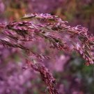 20 RED Spire MELIC GRASS Purple Melica Transsilvanica Flower Seeds