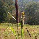 100 FOXTAIL MILLET Setaria Macrocheata Ornamental Grass Flower Seeds