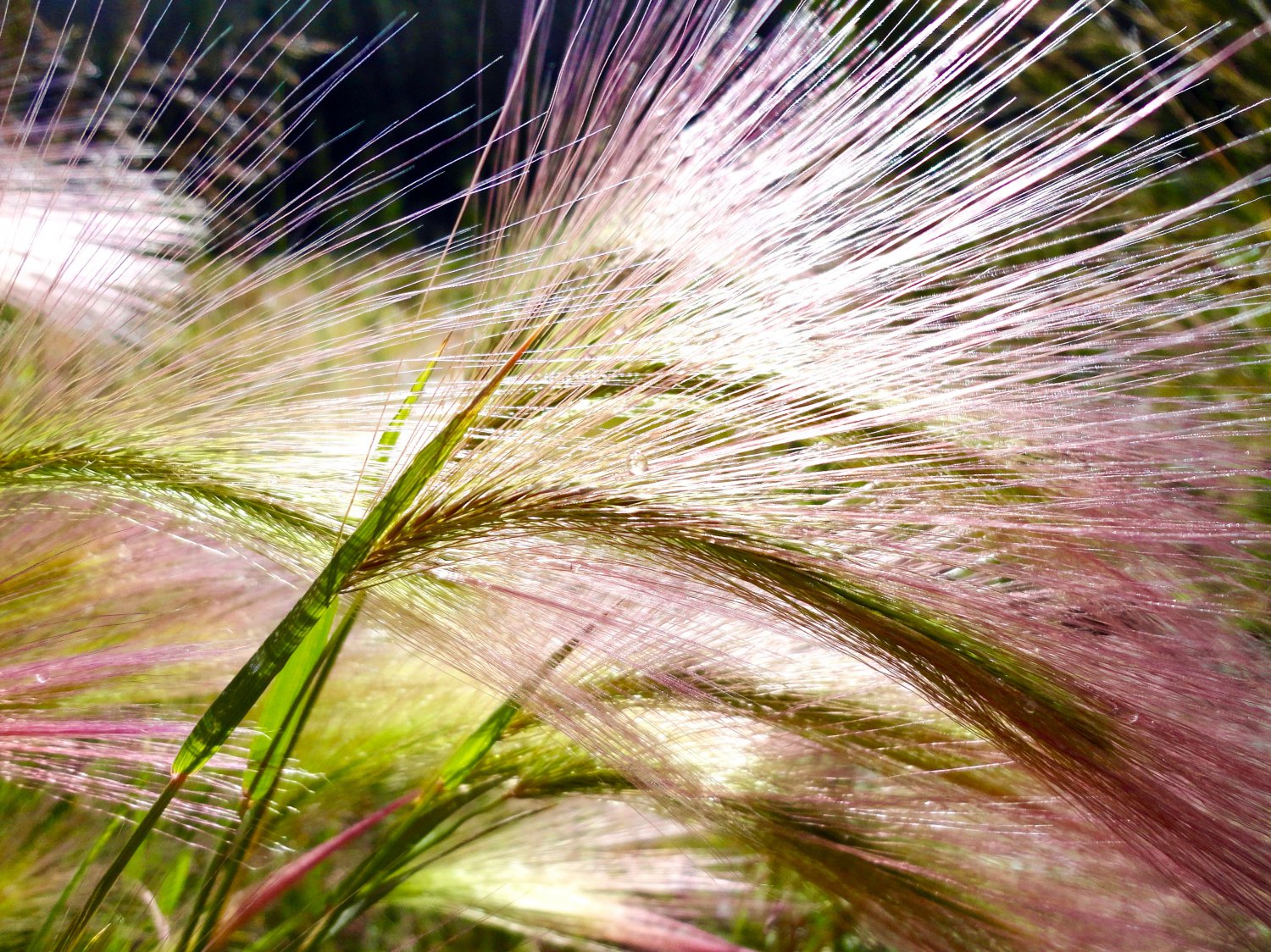 300 Bottlebrush SQUIRRELTAIL RYE GRASS Elymus Elymoides syn Sitanion Hystrix Red Plume Squirrel Tail
