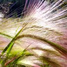 300 Bottlebrush SQUIRRELTAIL RYE GRASS Elymus Elymoides syn Sitanion Hystrix Red Plume Squirrel Tail