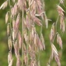 100 MESQUITE / SIDEOATS GRASS Ornamental Bouteloua Curtipendula Seeds
