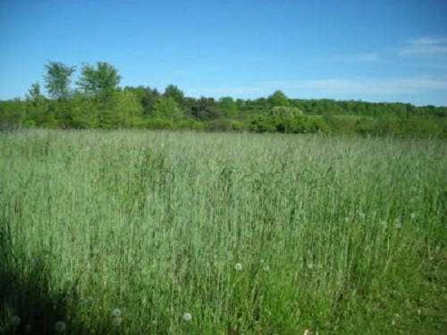 300 Wrens Abruzzi WINTER RYE Secale Cereale Grain Cover Crop Seeds