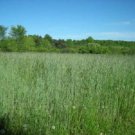 300 Wrens Abruzzi WINTER RYE Secale Cereale Grain Cover Crop Seeds