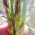 1500 PRAIRIE JUNEGRASS Koeleria Cristata June Crested Hair Grass Flower Seeds