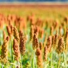 500 BROWNTOP MILLET Urochloa Ramosa Panicum Brachiaria Brown Top Dixie Signalgrass Nurse Cover Forag