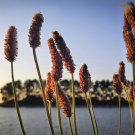1000 CREEPING MEADOW FOXTAIL 'Garrison' Alopecurus Arundinaceus Cool Season Moist Grass Hay Brown Ye