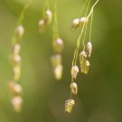 250 RATTLESNAKE MANNAGRASS Canadian Quaking Grass Glyceria Canadensis Briza Poa Native Wetland Ornam