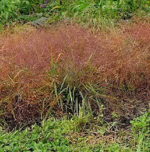 100 RUBY SILK LOVEGRASS Ornamental Love Grass Eragrostis Tef Seeds