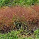 100 RUBY SILK LOVEGRASS Ornamental Love Grass Eragrostis Tef Seeds