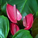 Oaxaca Anthurium Well Rooted Starter Plant