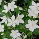 Asian Snow Jasmine Wrightia Antidysenter Small Rooted Starter Plant Very Fragrant Plant