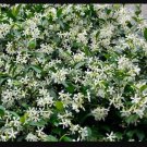 Asiatic Jasmine Trachelospermum Asiaticum Small Rooted Starter Plant Very Fragrant Plant