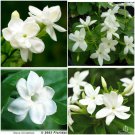 Maid Of Orleans Jasmine Jasminum Sambac Rooted Starter Plant Extremely Fragrant