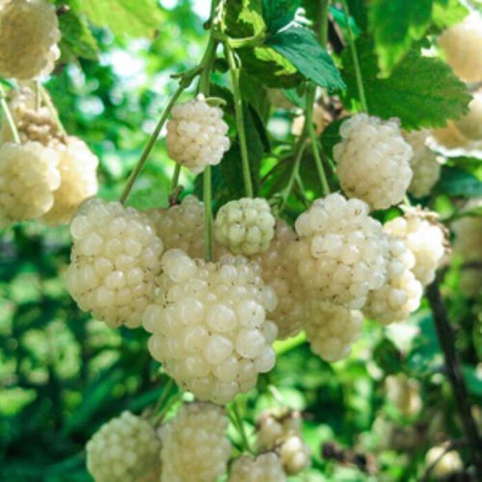 Snowbank White Rubus Blackberry Well Rooted Small Starter Plant Bursting With Flavor