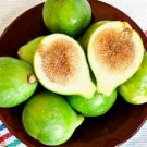 Kadota Fig Ficus Carica Live Well Rooted Starter Plant