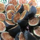 Black Mission Fig Ficus Carica Live Well Rooted Starter Plant