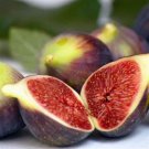 Brown Turkey Fig Ficus Carica Live Well Rooted Starter Plant