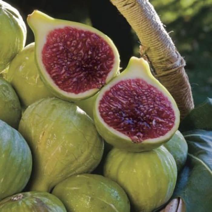 Ischia Fig Ficus Carica Live Well Rooted Starter Plant